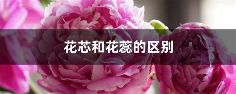 花芯 意思|花芯和花蕊的意思是什么